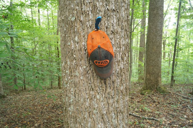 16.popular trees around cabin 1