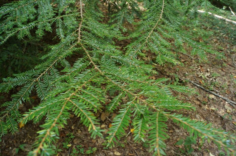 18.hemlock