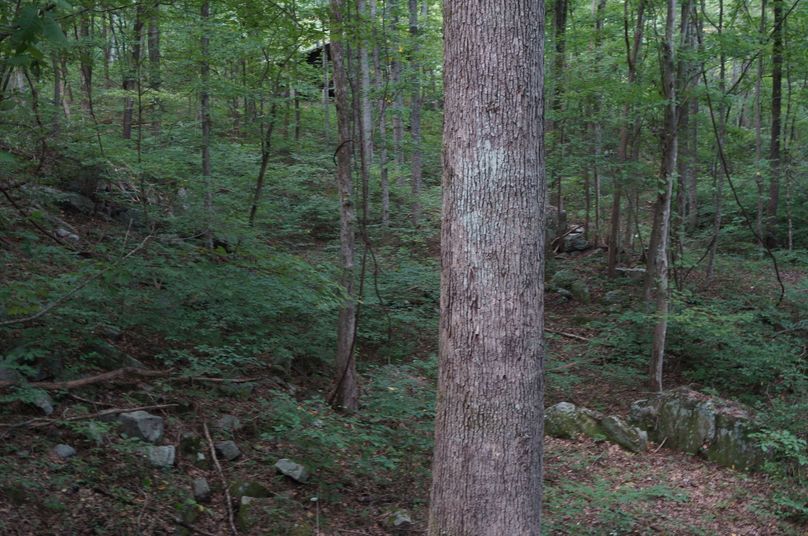 1.mature whiteoak timber