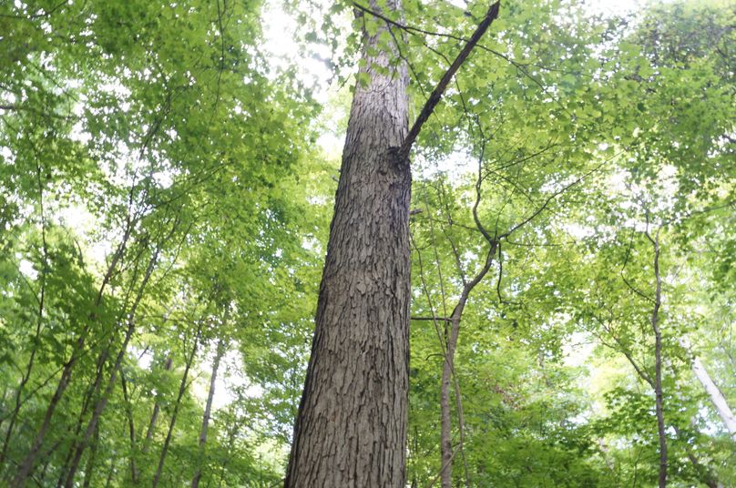 6.saw grade whiteoak timber