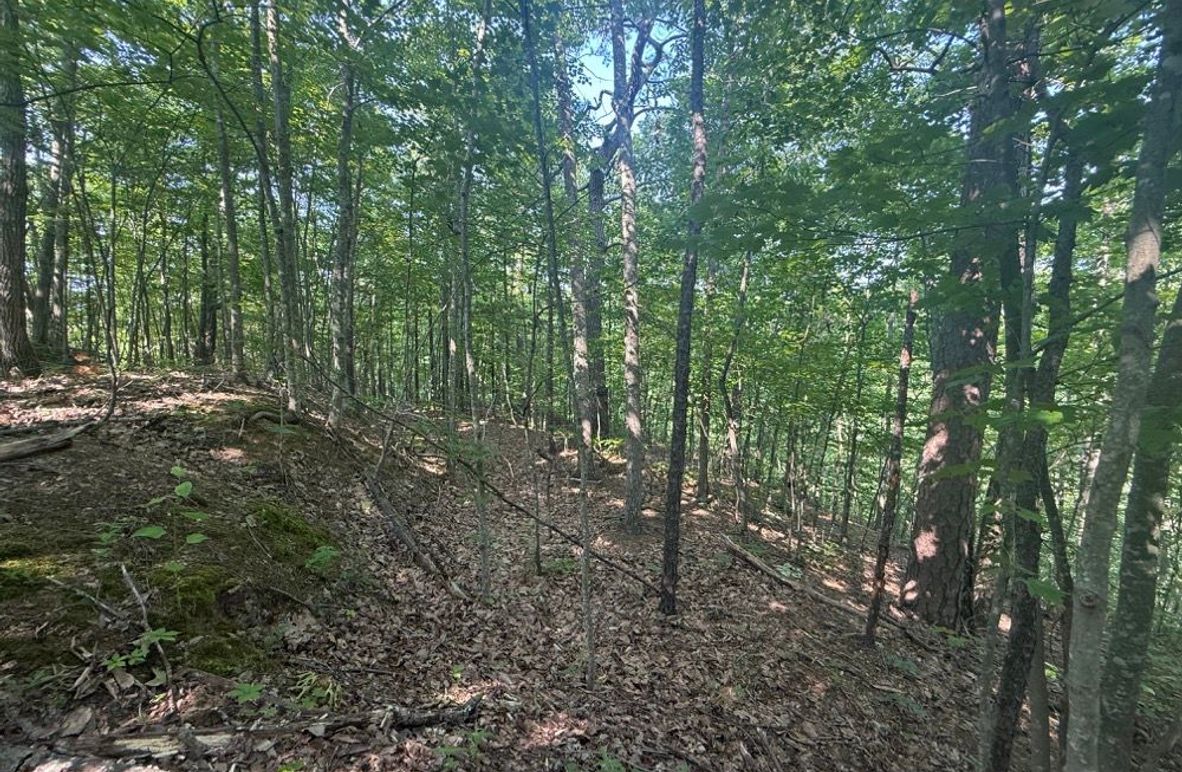 004 open forested north facing slope-2