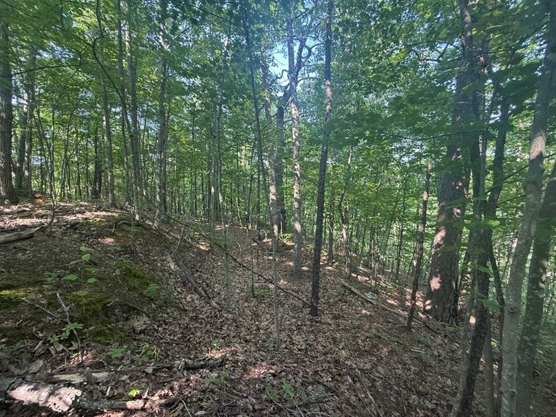 004 open forested north facing slope-2