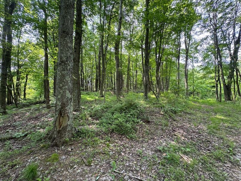 Pleasants, WV 168.59 AC Superior, Swank, Young-057