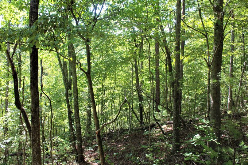 005 forested area in the southeast area of the property