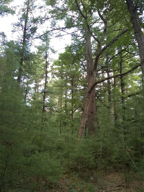 SW1nIDIwMTkwOTAyIDE3NDUzNDY5OQ==