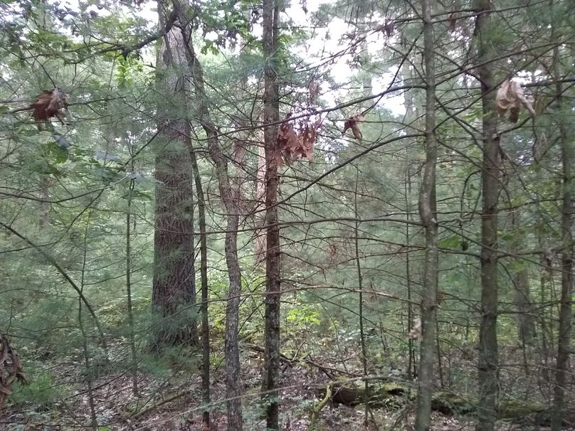 SW1nIDIwMTkwOTAyIDE3NDY1NTMxNg==