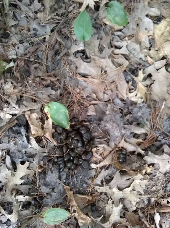 SW1nIDIwMTkwOTAyIDE3NTEyNjQ5Mw==