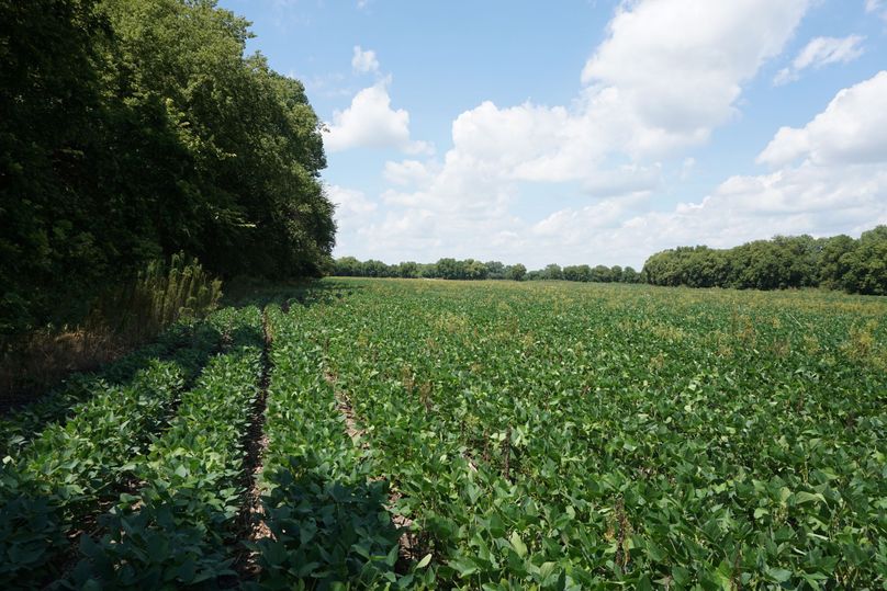 West bean field