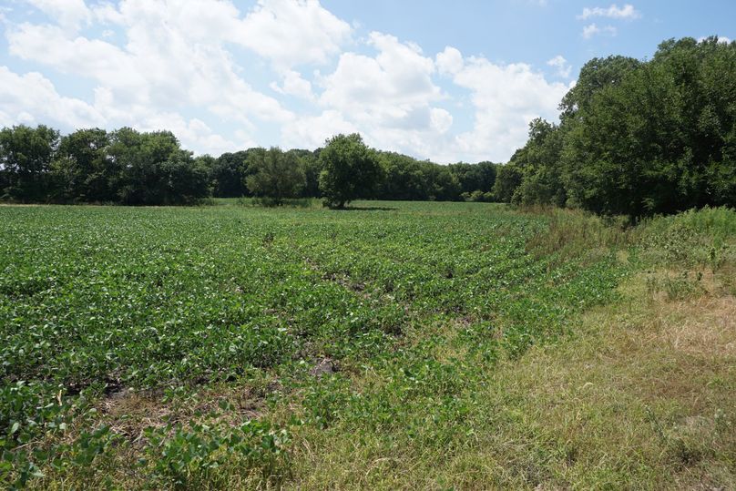 1 center bean field