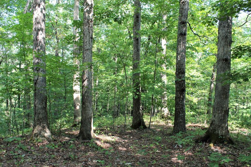 003 forested area showing some of the excellent timber located here