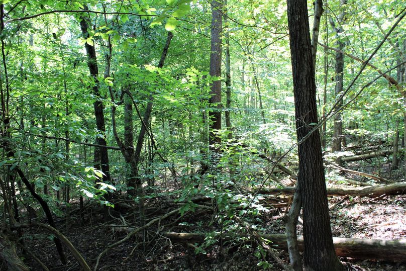 006 forested area in the west portion of the property
