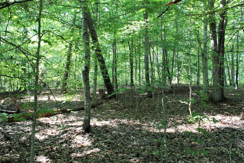 013 forested area in the southwest portion of the property
