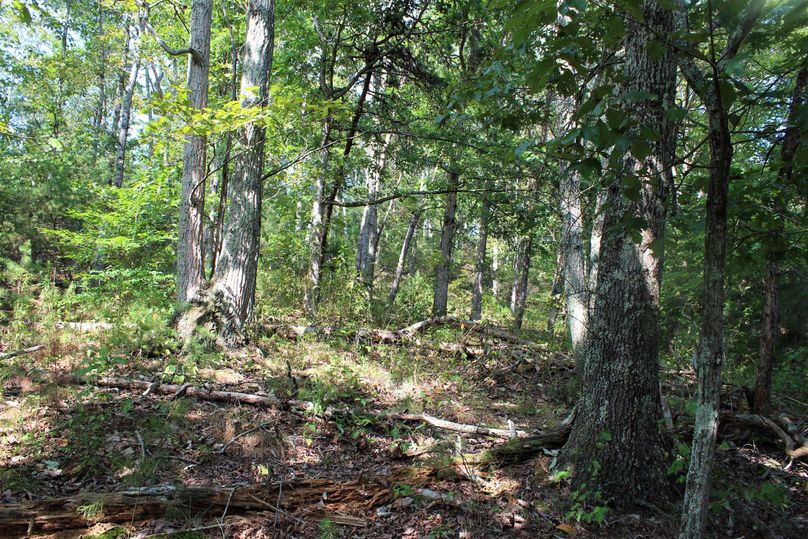 010 forested area on a southwest facing slope
