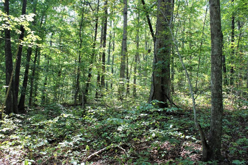 012 mature forested area in the north portion of the property
