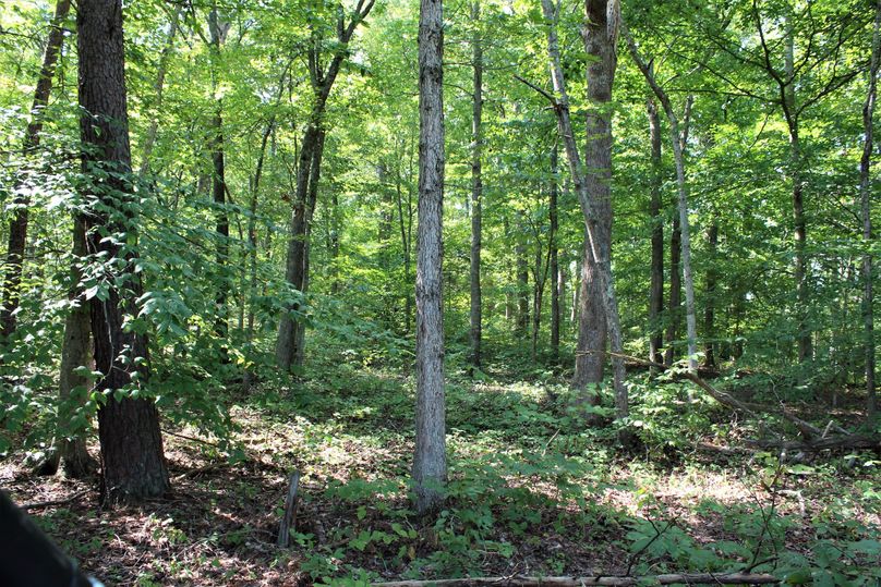 026 beautiful forested area in middle of the property