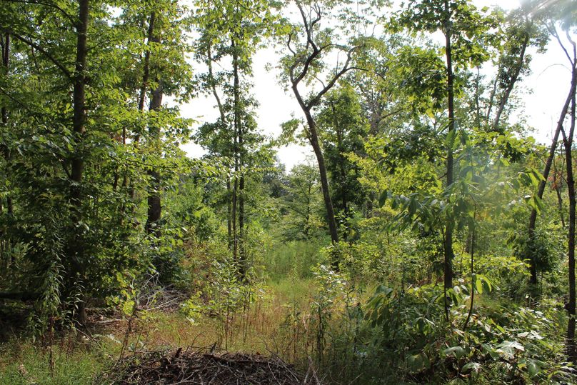 003 new growth generating, providing cover and browse for wildlife