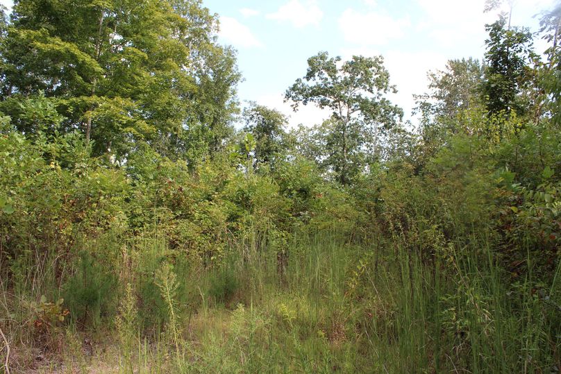 009 lush new growth along the ridge from recent timber activities