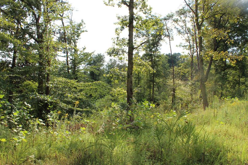012 open canopy with regenerating woods in the west portion of the property