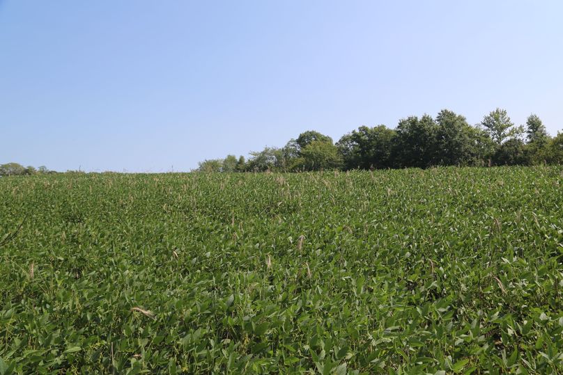 NiBiZWFuIGZpZWxkIDI=