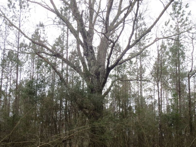 CFA3532A-85A2-41B0-B746-5FF451F0DF5C_1_105_c