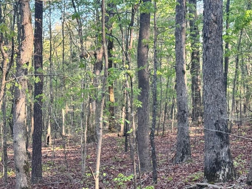 Timber2