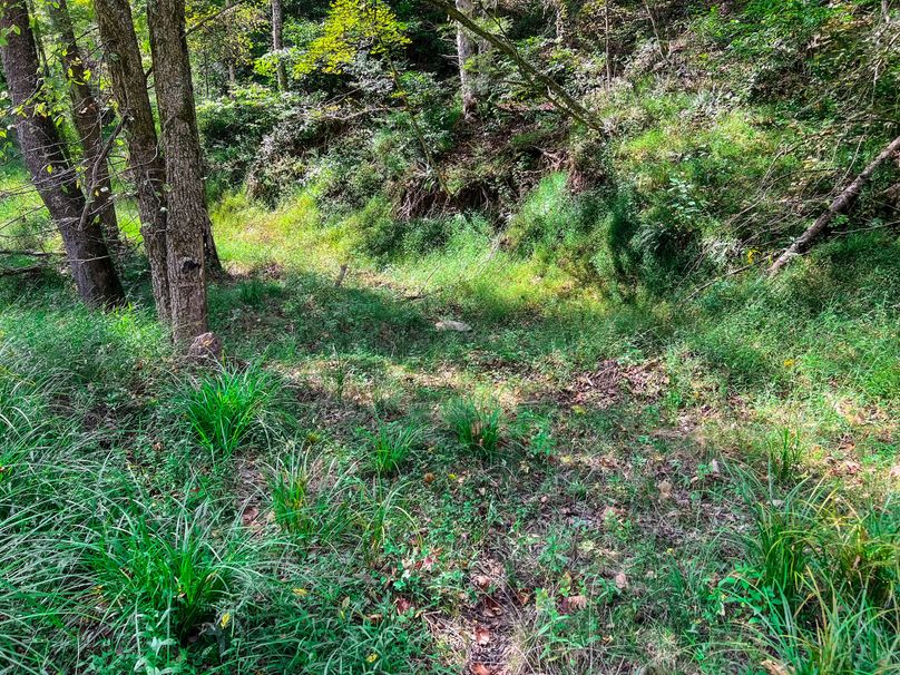 Calhoun, WV 101.8 AC Holly -13