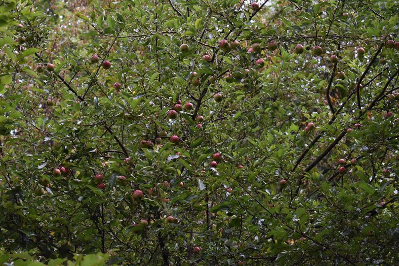 Apple tree at the cabin
