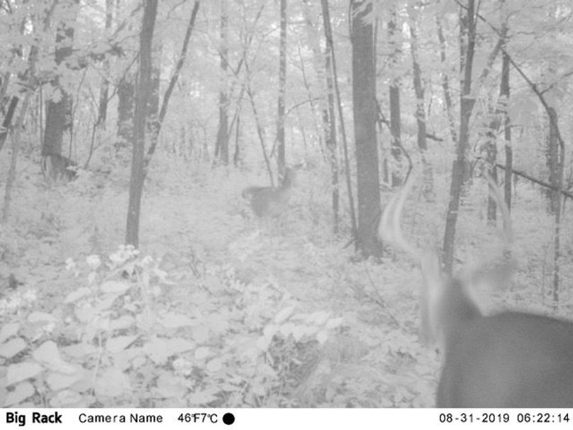 Trailcam5