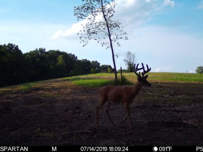 Trailcam8