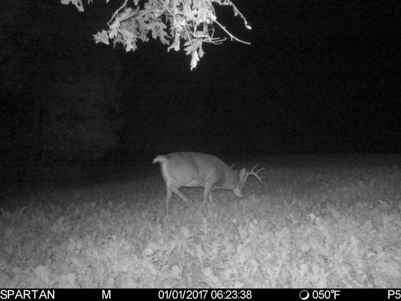 Trailcam11