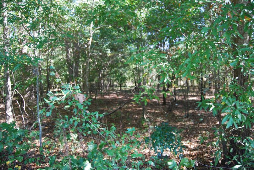 003 wooded lot