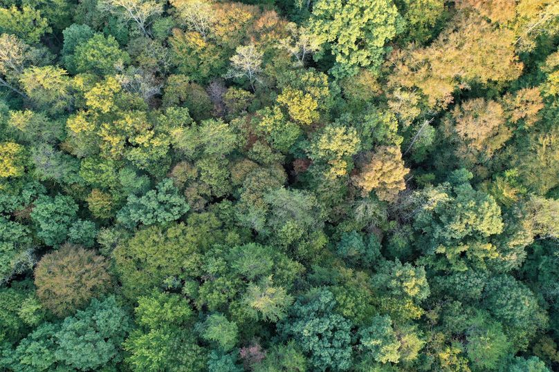 015 drone shot straight down of the canopy in the eastern area of the property