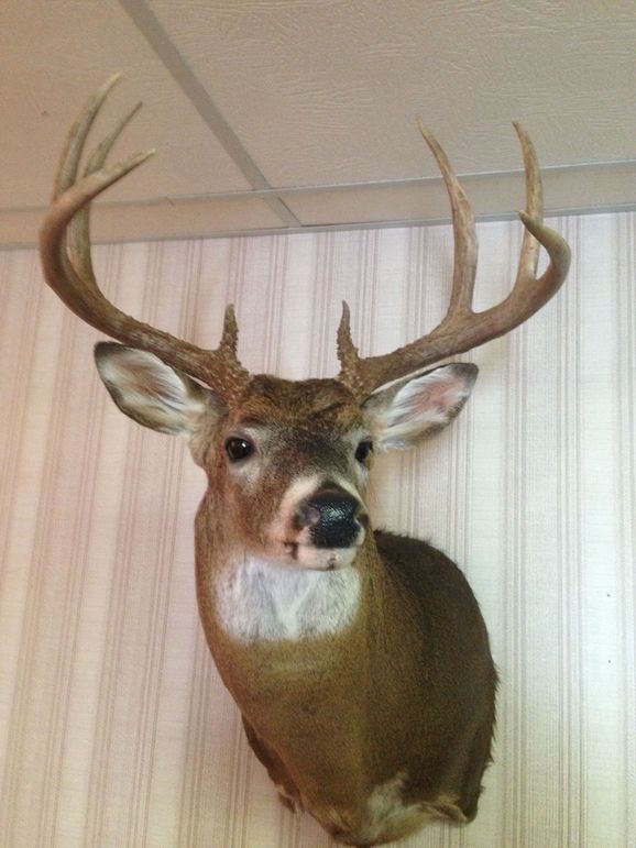 Unadjustednonraw largepv 3641