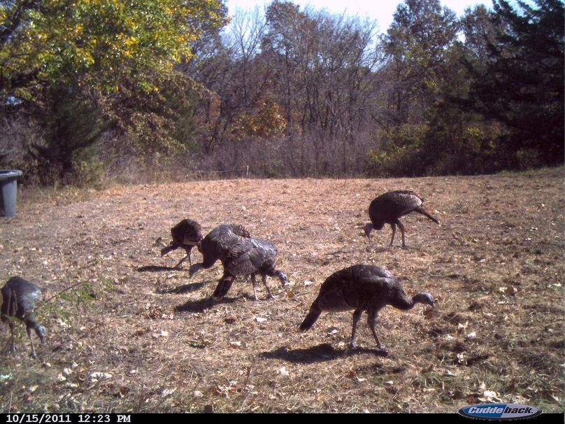 Turkeys