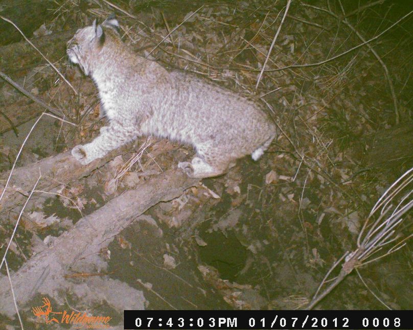 Bobcat