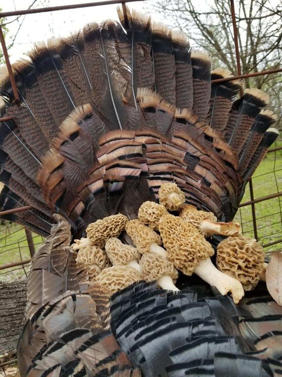 Mushrooms turkey fan