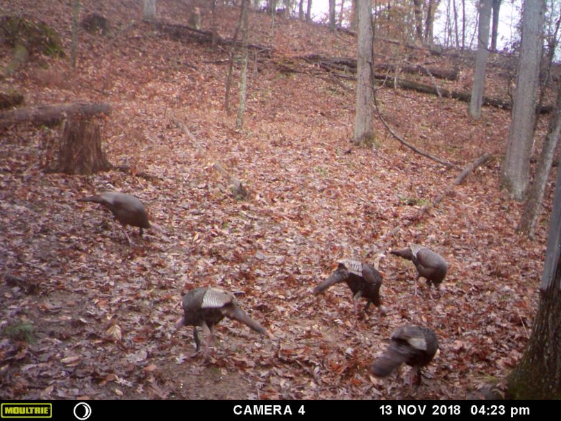 8 turkey trail cam pic