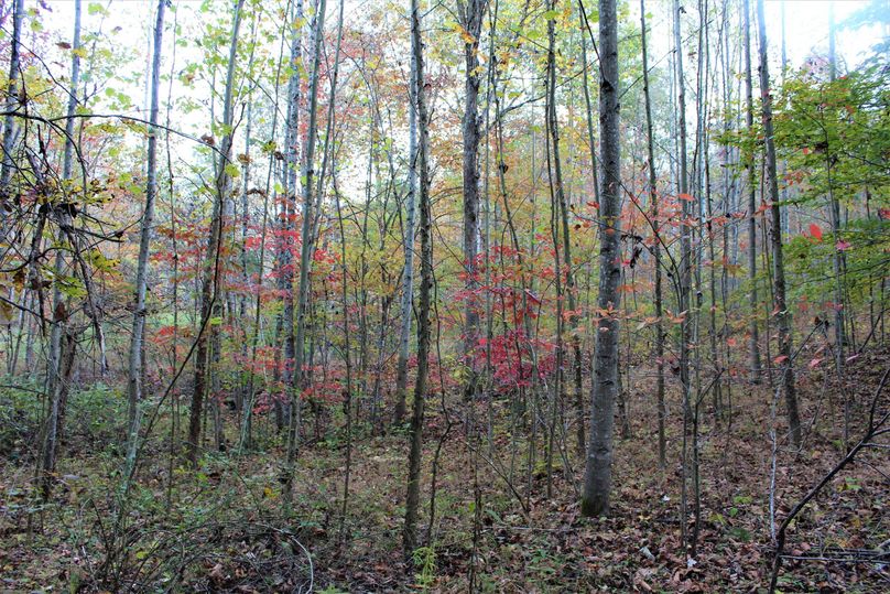 003 beautiful fall colors on some of the young softwoods in one of the valleys