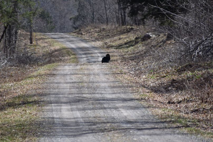 11 strutting turkey on mulberry lane
