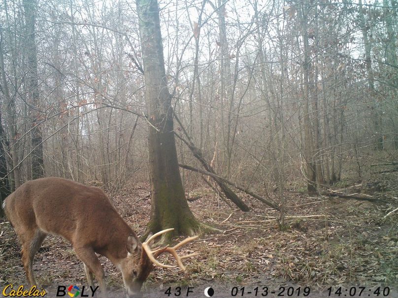 Zbuck checking scrape