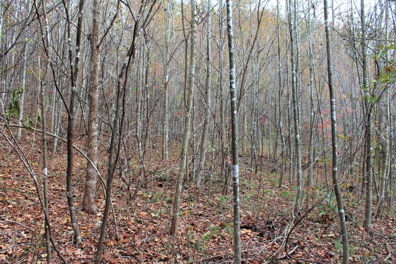 009 another of the flat areas in the valley, perfect for a small food plot