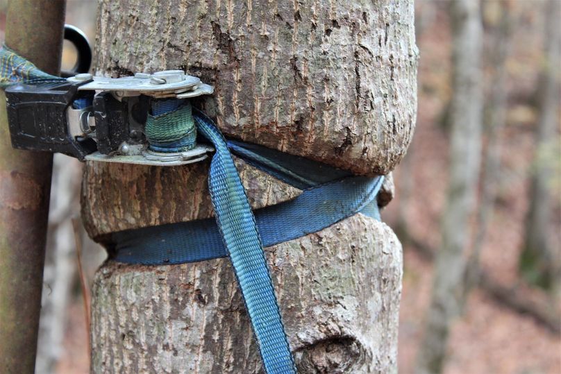 017 just a cool picture from a ratchet strap holding an old feeder to a tree