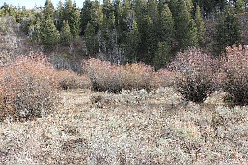West side of sellars creek looking east
