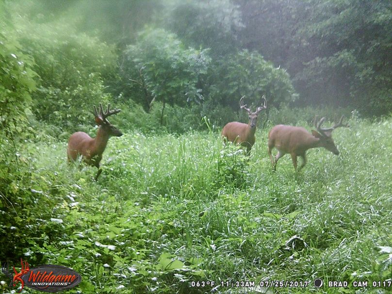 7-25 valley fp 3 bucks