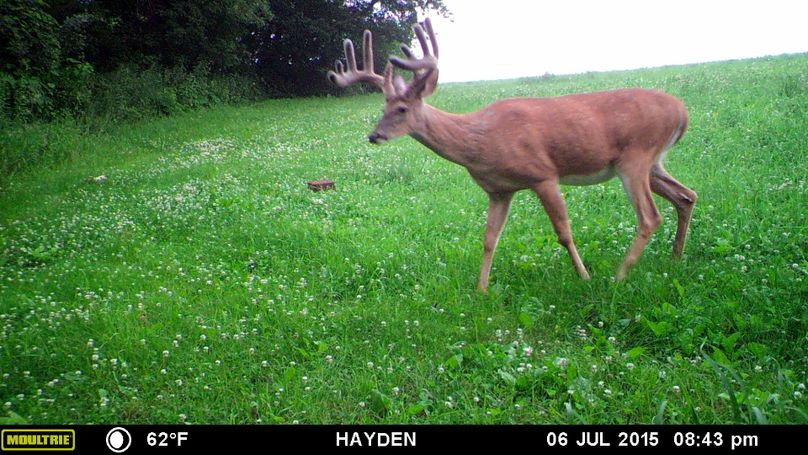 7-6-15   old no. 10 sw food plot (2)