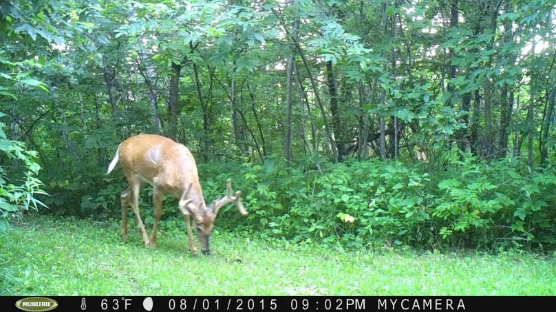 8-1-15 cals stand patch (2)