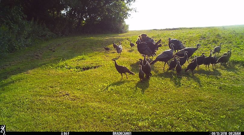 8-13 sw turkeys