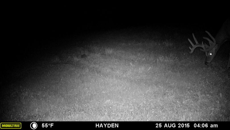 8-25-15 old no. 10 sw food plot