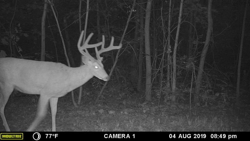 8-4 cals big 8 w-kickers