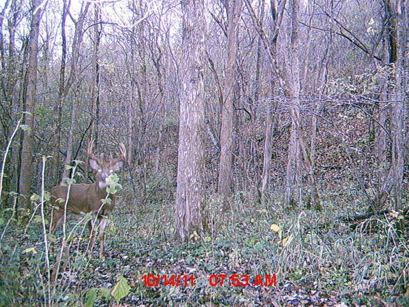 Trail cam 3